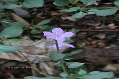 Dipteracanthus prostratus
